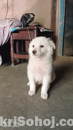 German Spiz Dog Pappy